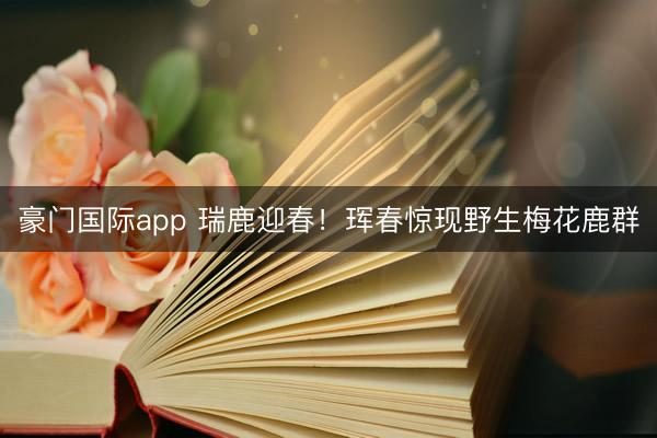 豪门国际app 瑞鹿迎春！珲春惊现野生梅花鹿群