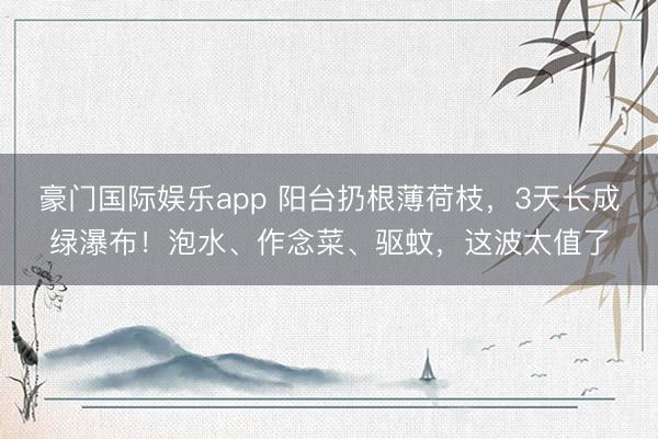 豪门国际娱乐app 阳台扔根薄荷枝，3天长成绿瀑布！泡水、作念菜、驱蚊，这波太值了